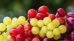 Benefits of Grapes: गर्मियों रोज इस्तेमाल करें अंगूर, इन बीमारियों से रखेगा दूर