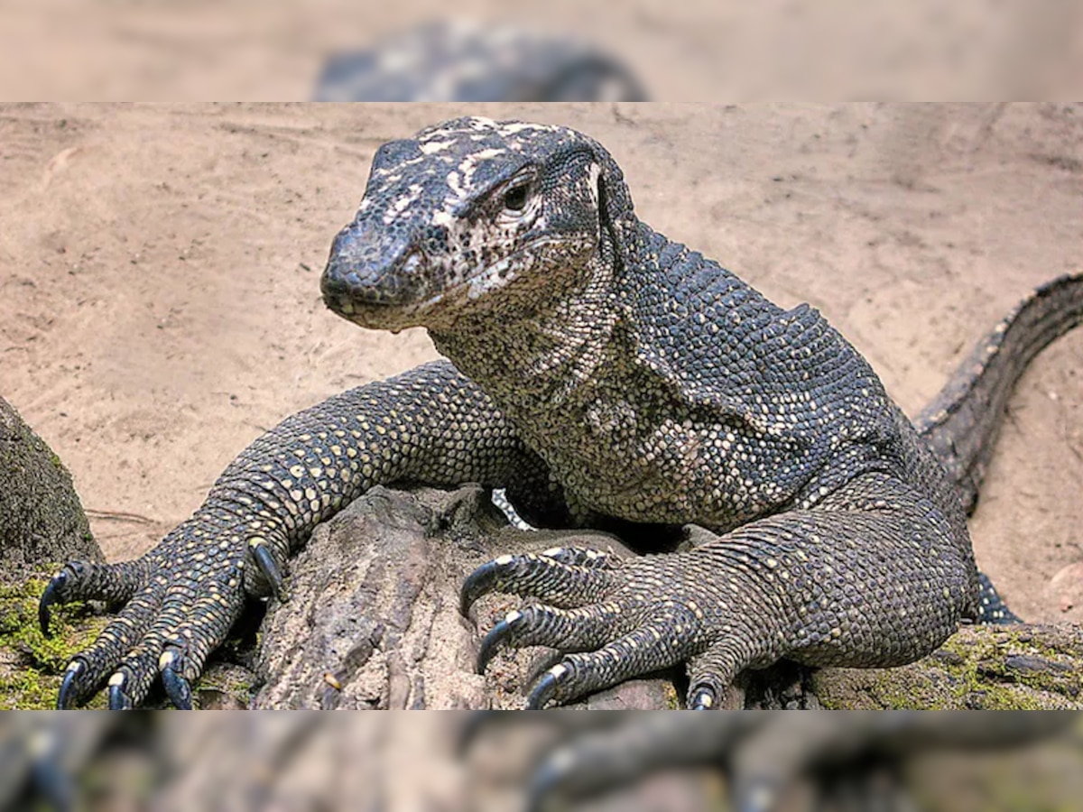Monitor Lizard Raped: जंगल में 'मॉनिटर छिपकली' के साथ हुआ गैंगरेप, सीसीटीवी फुटेज में दिखी हैवानियत