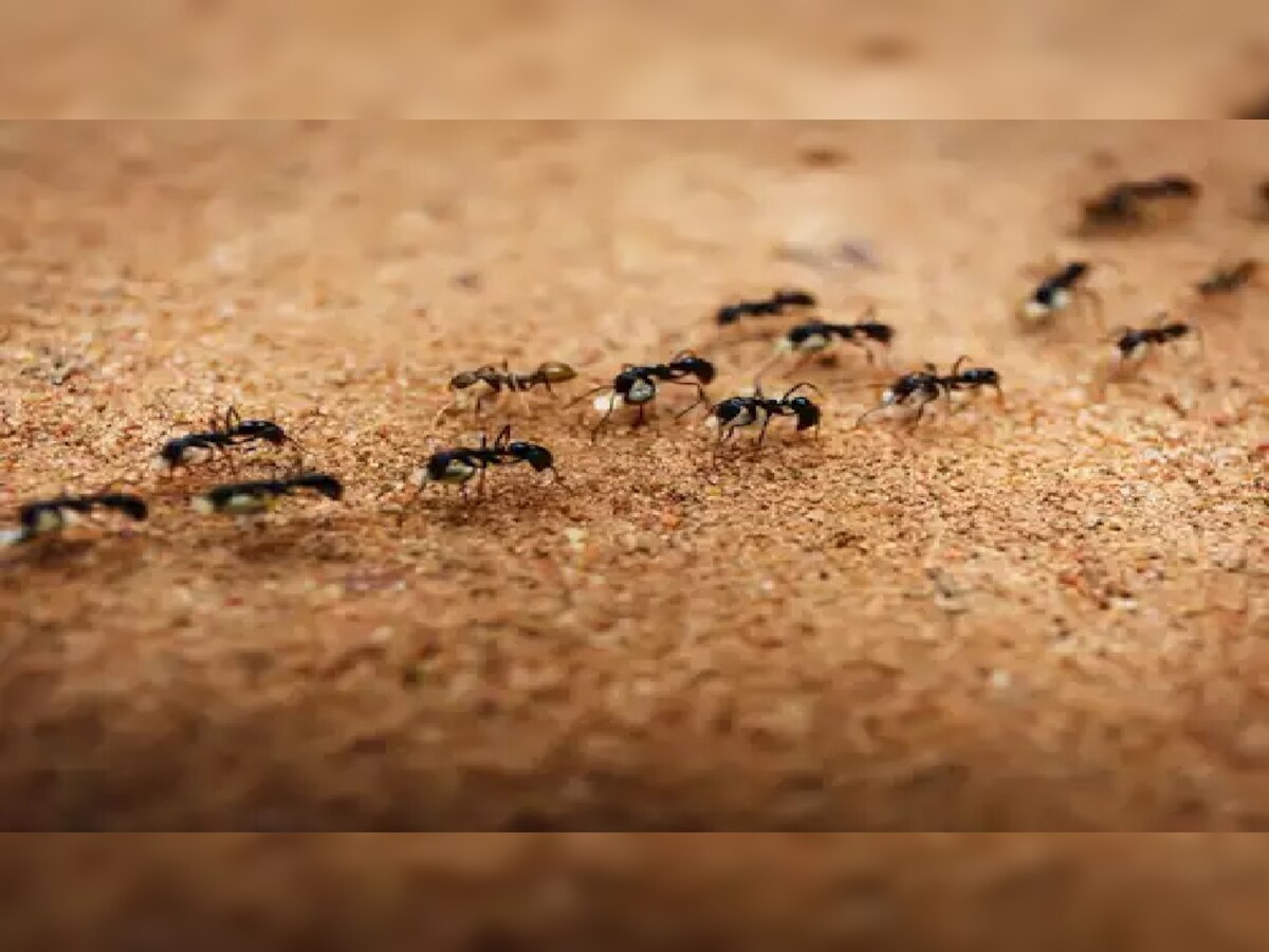 Astrology गर्मियों में हर घर में दिखता है ये जीव, किस्‍मत पर डालता है