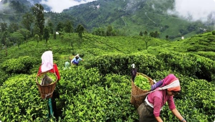 जानिए क्या है नया 'चाय विधेयक' और इसका मकसद, कैसे होगी कामगारों के हितों की रक्षा