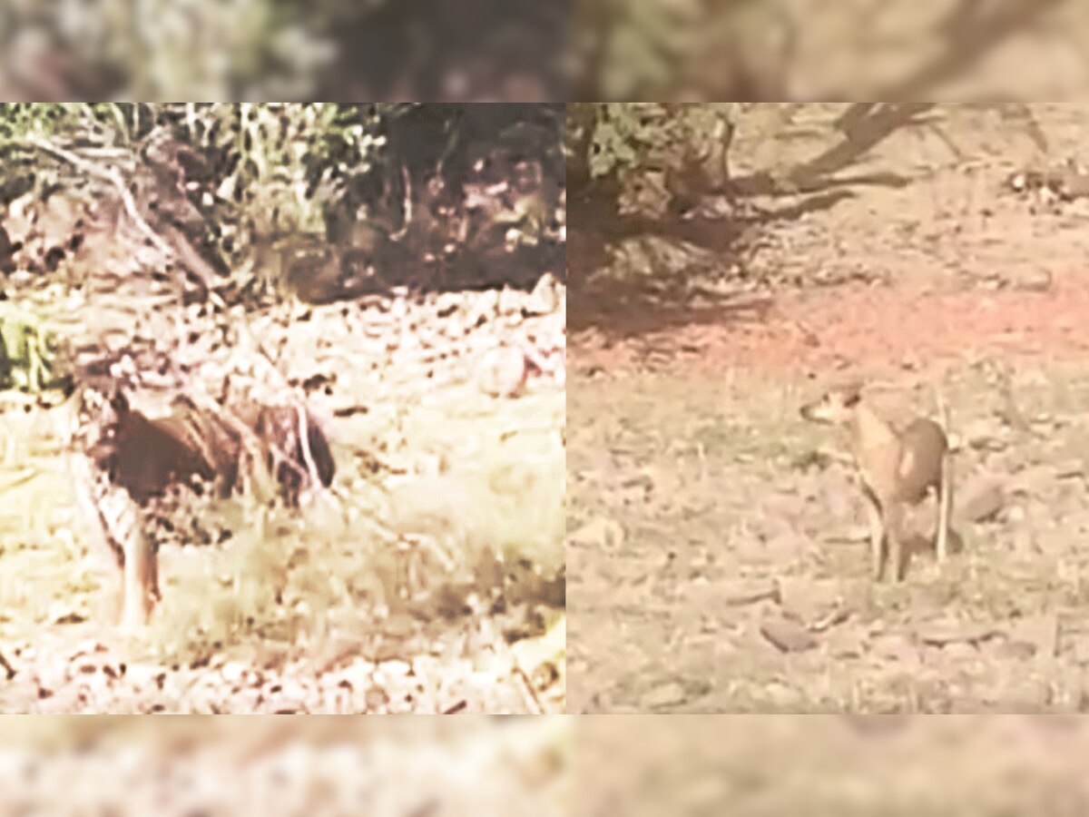 रणथंभौर में टाइगर को डॉगी ने ललकारा, ये नजारा देख पर्यटक रह गए हैरान 