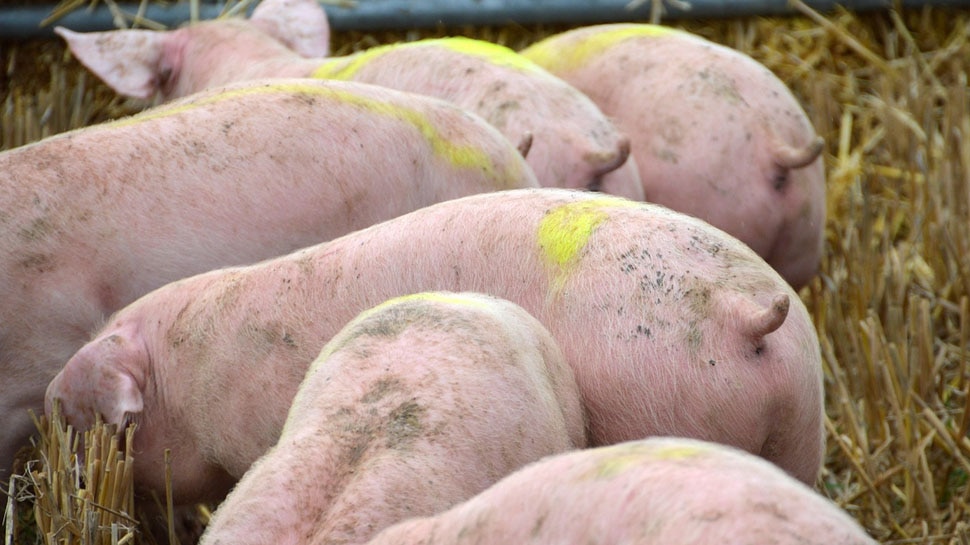 African Swine Fever: कोरोना के बीच इस राज्य में नई बीमारी का कहर, मारे जाएंगे सभी सुअर
