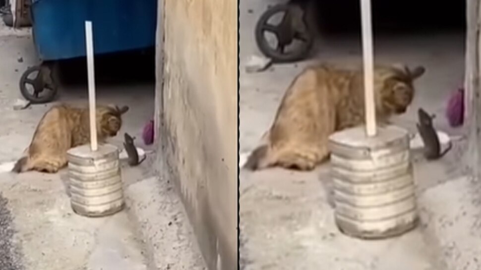 Mouse trapped in the clutches of the cat then started asking for forgiveness shocking video viral | Shocking Video: बिल्ली के शिकंजे में फंसा चूहा तो हाथ जोड़कर मांगने लगा माफी! | Mouse trapped in the clutches of the cat then started asking for forgiveness shocking video viral | Shocking Video: बिल्ली के शिकंजे में फंसा चूहा तो हाथ जोड़कर मांगने लगा माफी! |