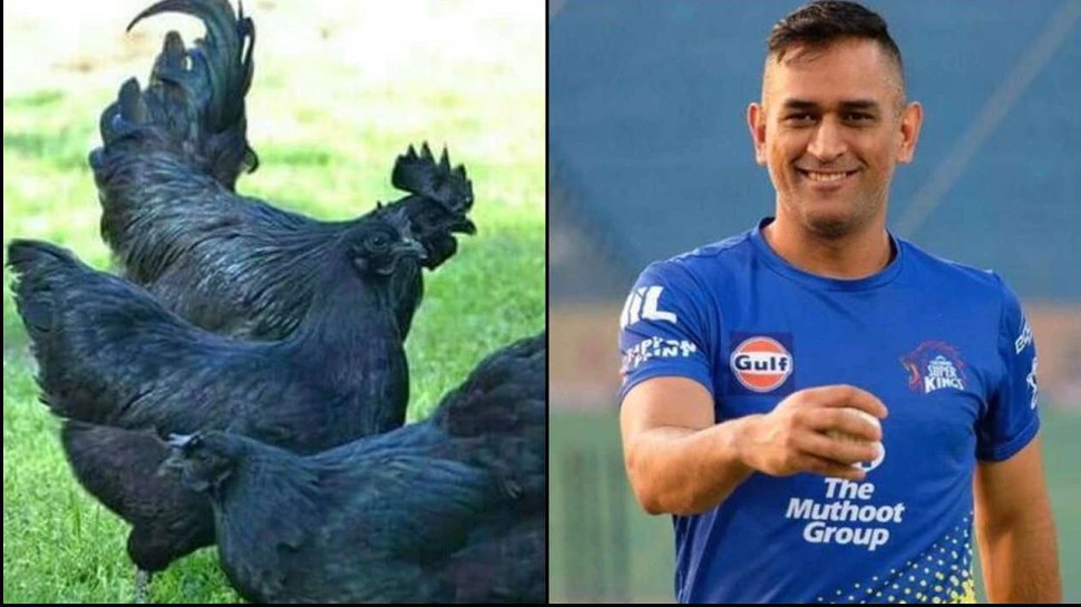 specialties of kadaknath chicken madhya pradesh got gi tag mahendra singh dhoni is a big fan mpap | क्यों है देश में कड़कनाथ मुर्गे की इतनी डिमांड, आखिर क्या है इसकी खासियत,