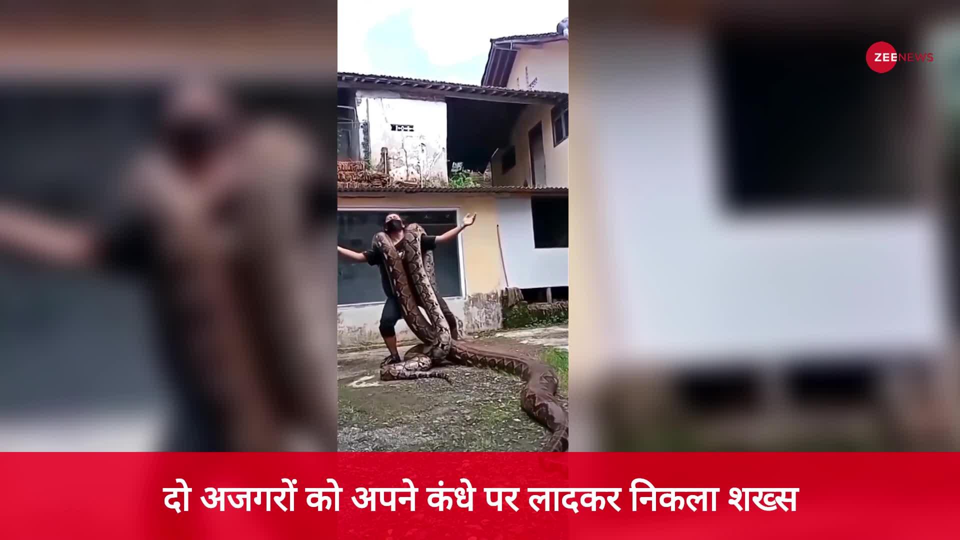 The man came out carrying two pythons on his shoulder | अजगरों को कंधे ...