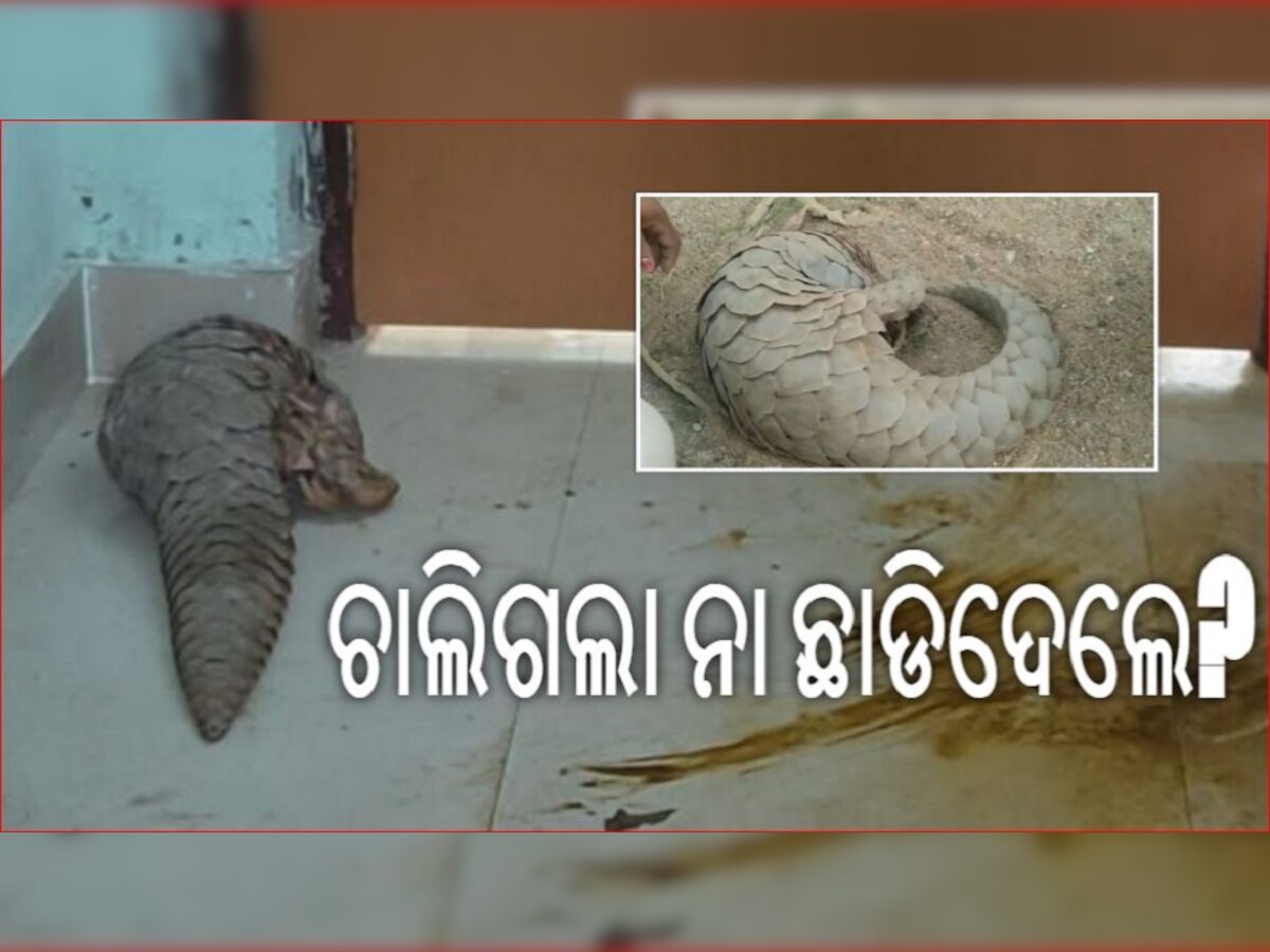 ଡିଜାଇନ୍ ଫଟୋ