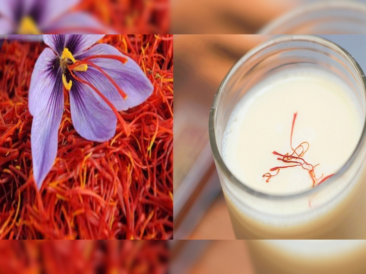 Saffron Benefits for men and women in hindi kesar ke fayde purush ke liye apmp Saffron