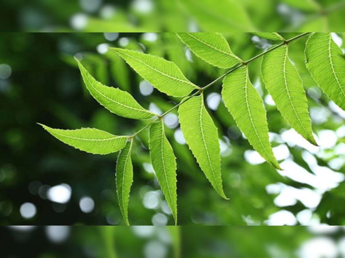 Benefits of Neem Leaves: सेहत का खजाना है नीम, पत्तियों का ऐसे सेवन करने से दूर भाग जाती है बीमारी