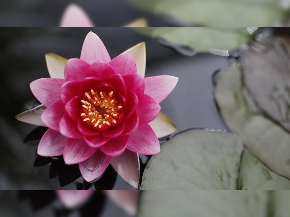 Lotus Benefits: कमल के फूल का हर हिस्सा है फायदेमंद, शरीर पर ऐसे करें इस्तेमाल