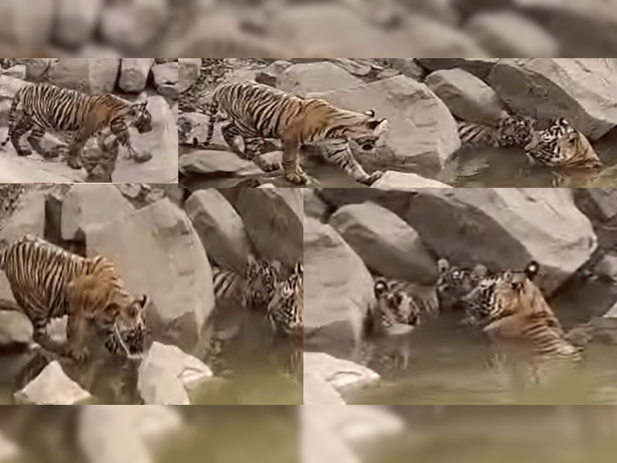  शावकों के साथ पानी में अठखेलियां करती दिखी बाघिन, Video में देखिए पूरा नजारा