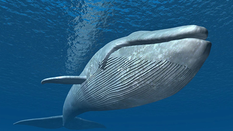 blue whale eats 3600 fish the weight of its tongue is equal to an