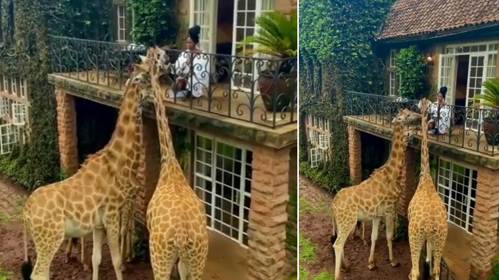 सुबह-सुबह इस होटल की बालकनी पर आते हैं जिराफ, गेस्ट संग यूं करते हैं ब्रेकफास्ट; यकीन नहीं तो खुद देख लीजिए