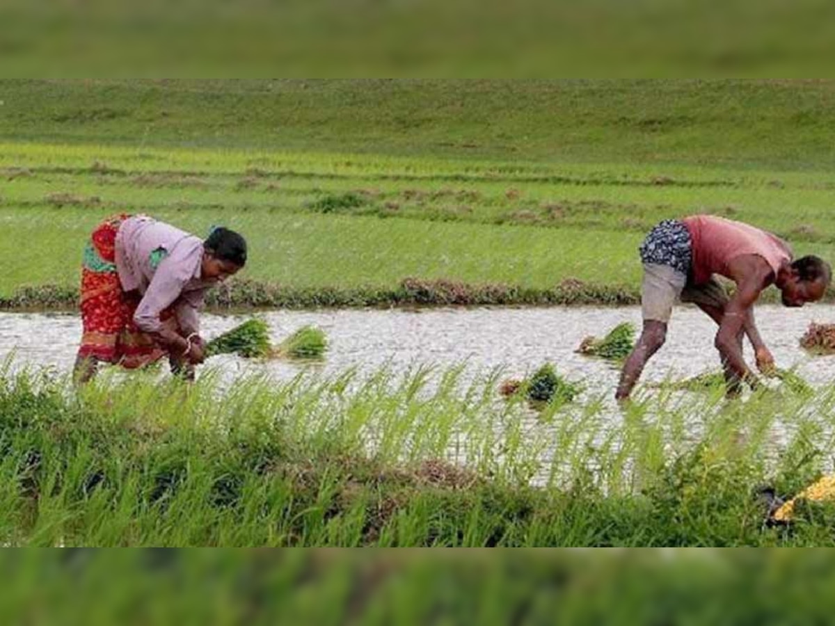 इस विधि से करें धान की जैविक खेती, कम लागत में होगी दोगुनी पैदावार