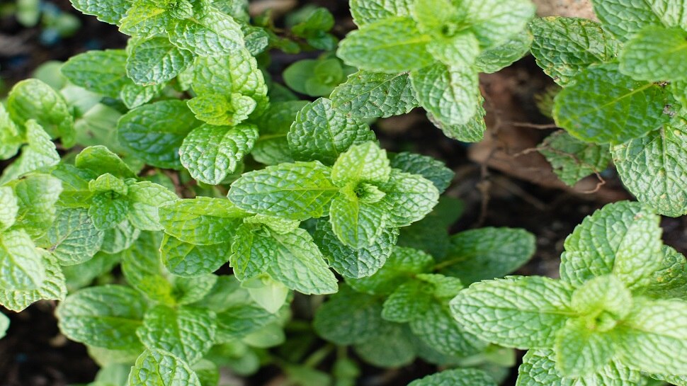 pudina benefits for health in summer know mint leaves benefits janiye