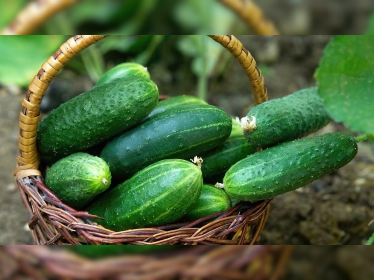 Cucumber Benefits: खीरा ना सिर्फ महिलाओं बल्कि पुरुषों के लिए भी है बेहतरीन चीज; ऐसे करें इस्तेमाल