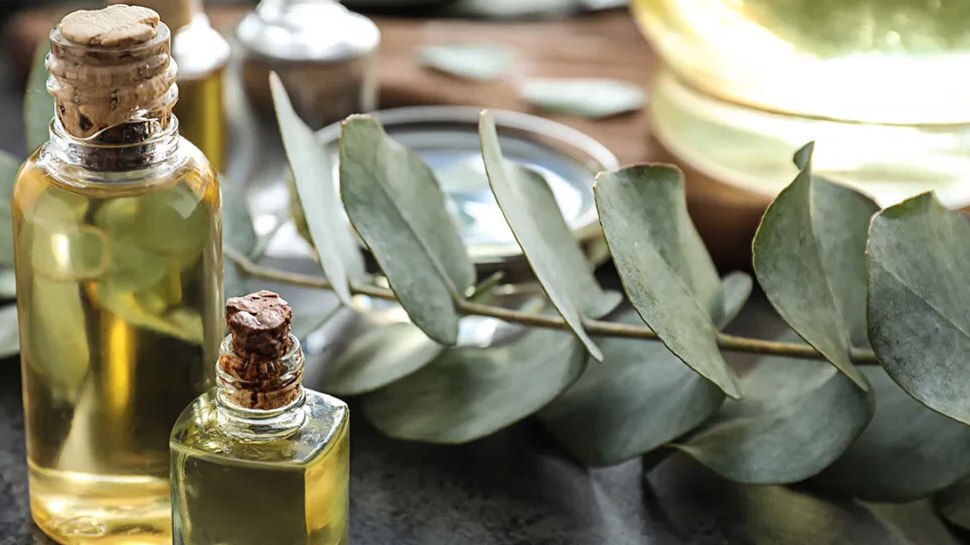Eucalyptus oil benefits in hindi amazing for cough chest congestion