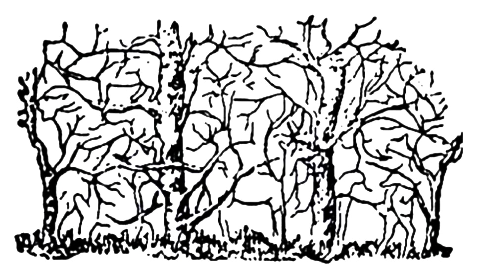 Optical Illusion: इस तस्वीर में छिपे हुए हैं 8 जानवर, लोग ढूंढ पाए सिर्फ 3; क्या आपको दिखा?