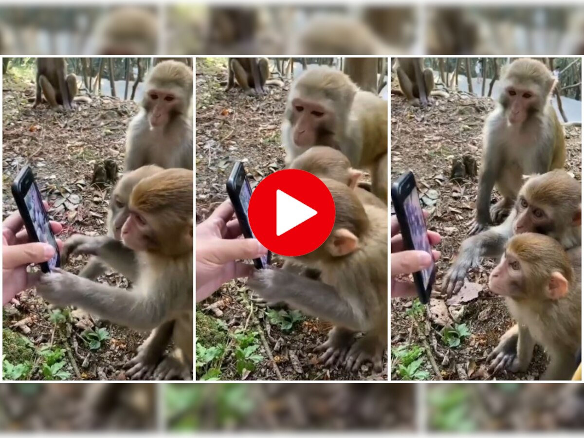 Bandar ka video 