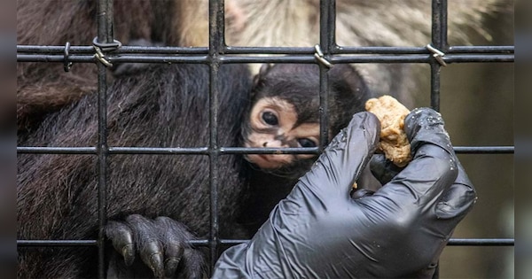 Monkey born in US zoo with Batman mark on face, becoming popular as ...