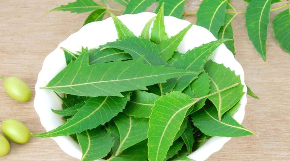 Neem Leaves Benefits: नीम की पत्तियां जवान पुरुष और महिलाओं के लिए हैं बेहतरीन चीज; जानें चौंकाने वाले फायदे Neem Leaves Benefits: नीम की पत्तियां जवान पुरुष और महिलाओं के लिए हैं बेहतरीन चीज; जानें चौंकाने वाले फायदे