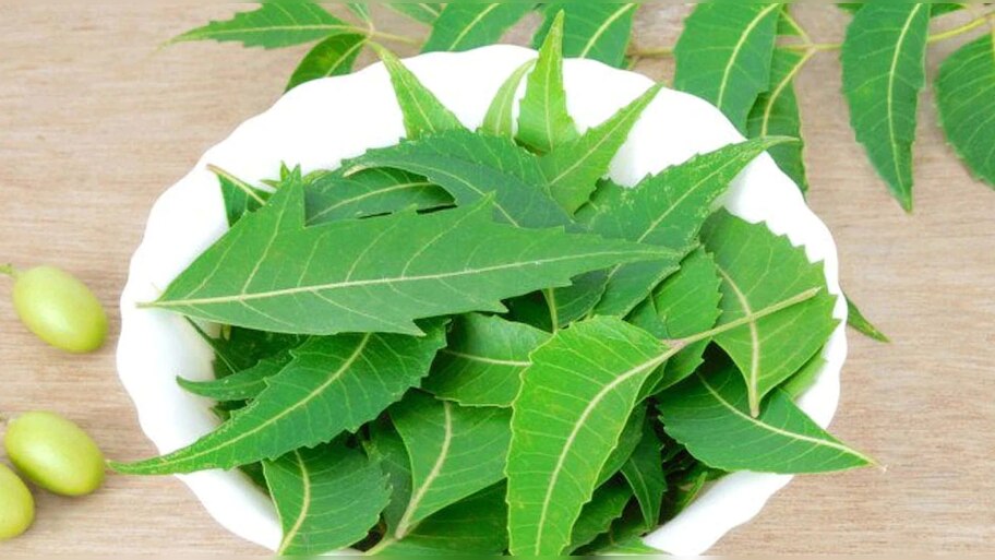 Neem Leaves Benefits: नीम की पत्तियां जवान पुरुष और महिलाओं के लिए हैं बेहतरीन चीज; जानें चौंकाने वाले फायदे