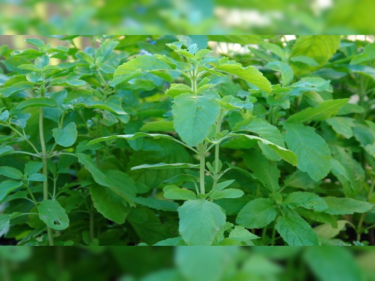 business idea Start Basil Farming in 15k rs and earn 3 lakhs in 3