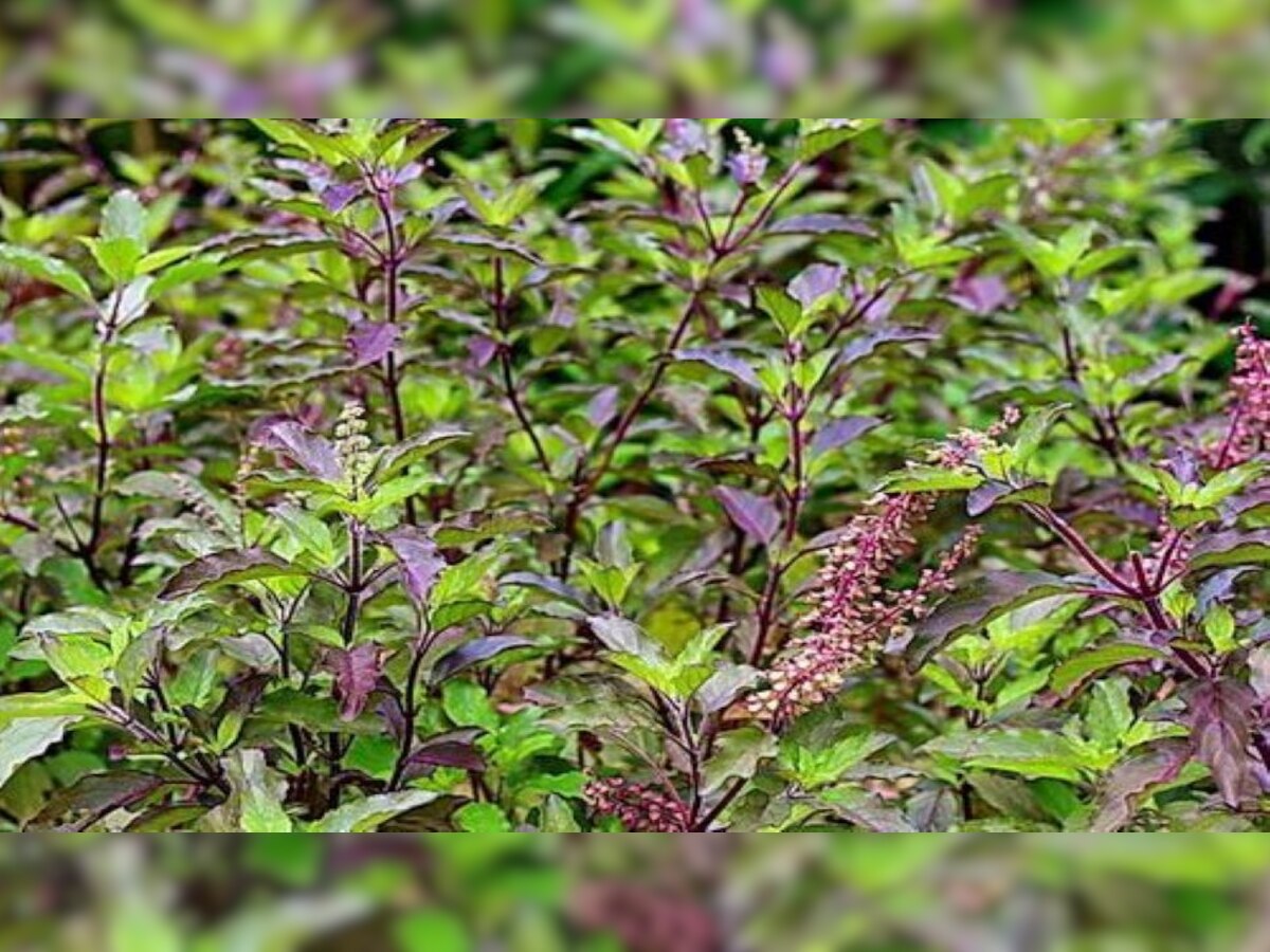 business idea Start Basil Farming in 15k rs and earn 3 lakhs in 3