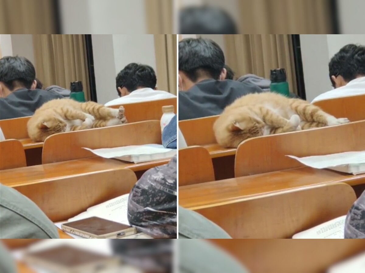 कॉलेज लेक्चर 'अटेंड' करने क्लास में पहुंची बिल्ली! स्टूडेंट के पीछे बैठकर यूं ली चैन की नींद