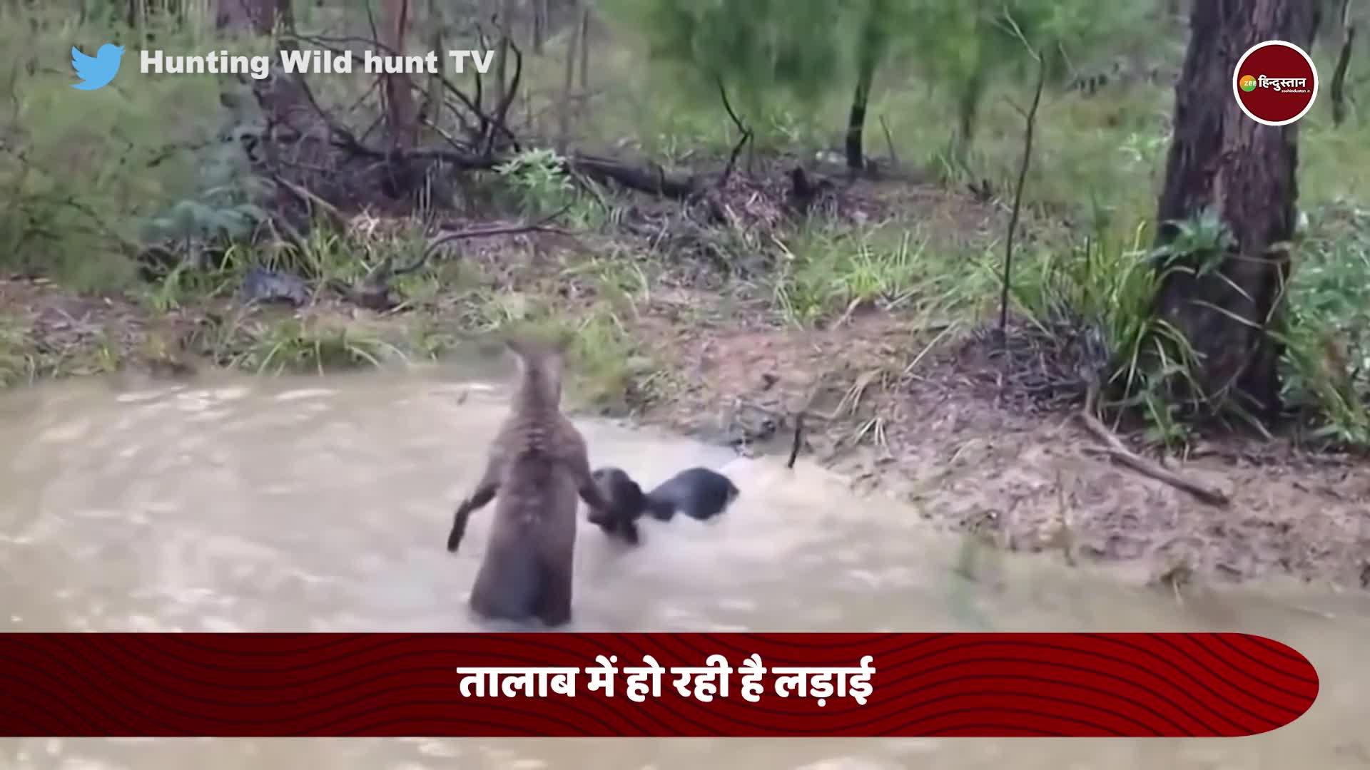 kangaroo fight with pitbull dog viral on watch कंगारू और