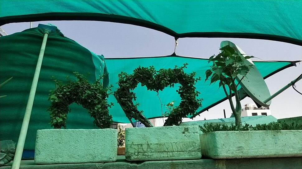 Plantation has such a passion that 800 plants of 120 species planted on