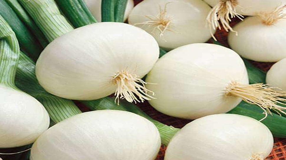 White onion benefits: मर्दों के लिए बेहतरीन चीज है सफेद प्याज, फायदे जान उड़ जाएंगे होश White onion benefits: मर्दों के लिए बेहतरीन चीज है सफेद प्याज, फायदे जान उड़ जाएंगे होश