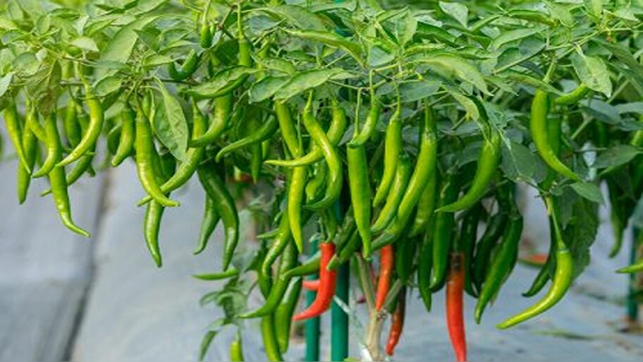 Green chilli benefits: हरी मिर्च के फायदे आपको कर देंगे हैरान; रोजाना खाने से होते हैं यह बदलाव