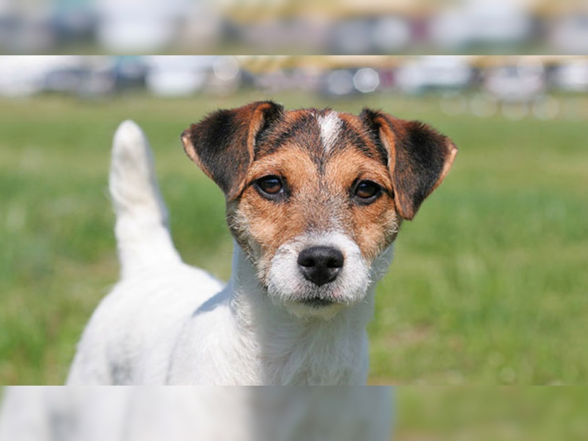 World Longest Age Dogs Revealed JACK Russell, Terriers Breed Having life expectancy of nearly 13