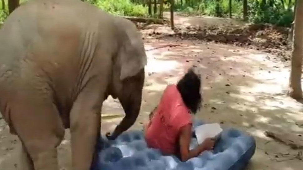 Watch: बेबी हाथी ने केयरटेकर के साथ की Fight, जानें क्या है माजरा