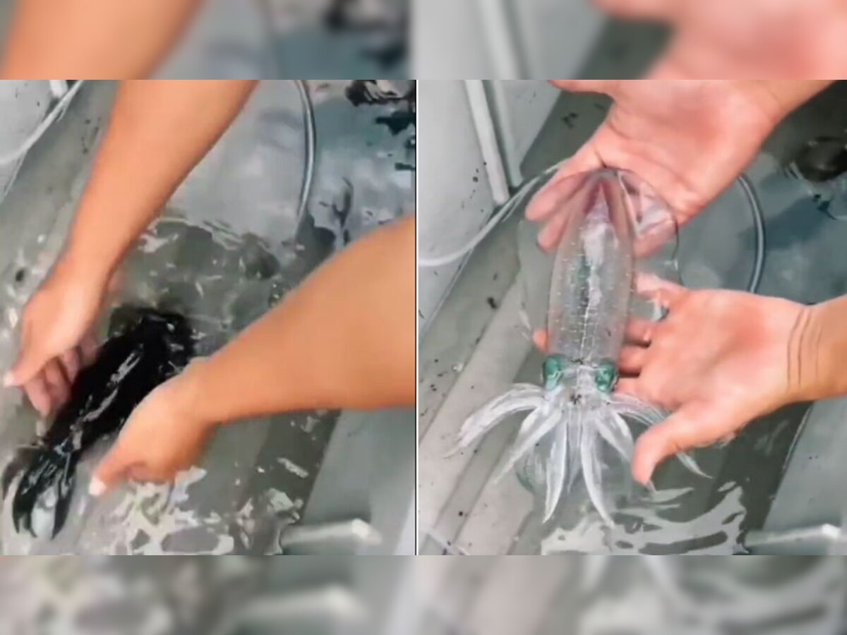 Viral Video: नहीं देखी होगी ऐसी मछली! पानी से बाहर निकालते ही हो जाती है ट्रांसपेरेंट