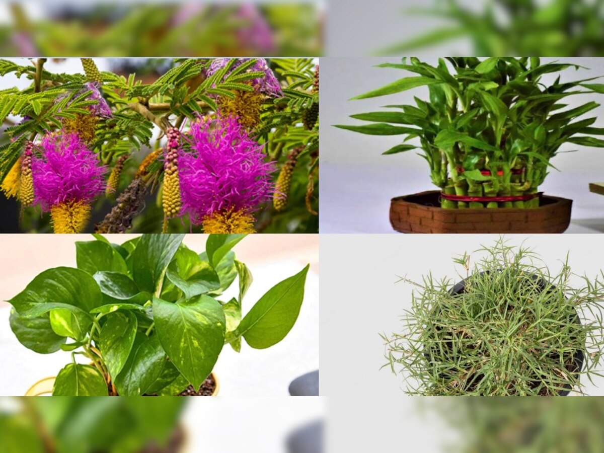 Vastu Tips For Plants: वास्तु के हिसाब से घर पर लगाएं ये पौधे, हो जाएंगे मालामाल