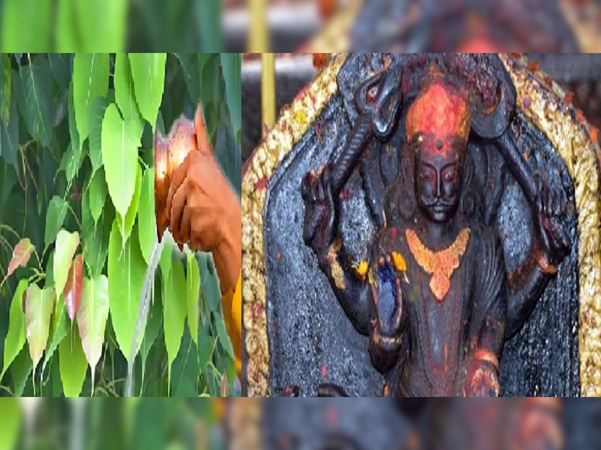 Peepal Tree Remedies: पीपल के पेड़ से आज शाम तक कर लें ये एक उपाय, मिट जाएंगे भयानक दोष