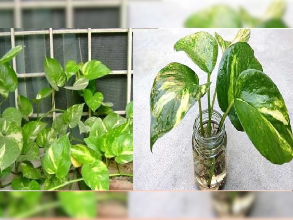 Lucky Plants: मनी प्लांट के पेड़ में बांध दें बस ये एक चीज, नहीं होगी कभी पैसों की कमी