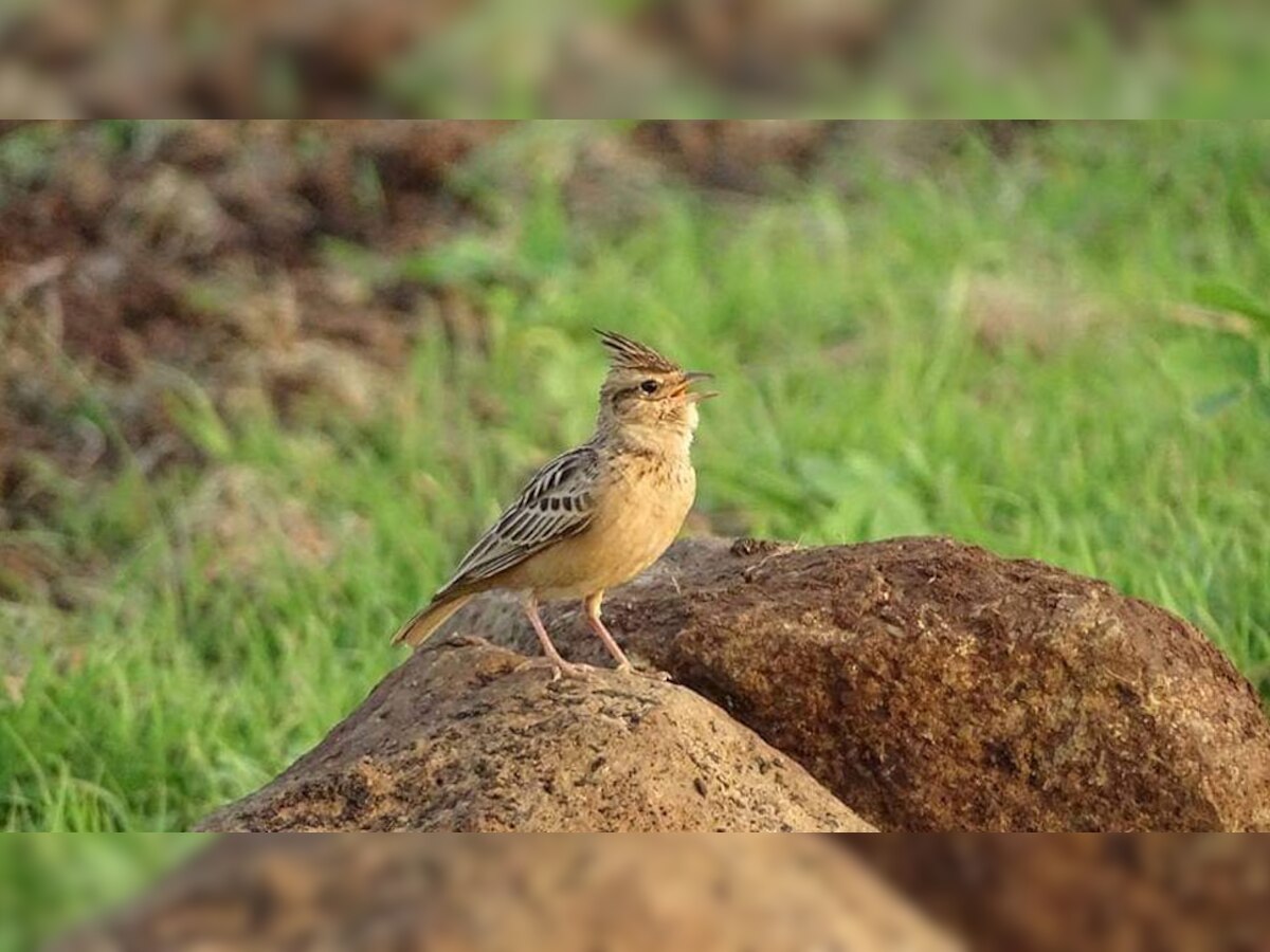 राजस्थान में प्रतापगढ़ के अलावा ये पक्षी कोटा में भी मिला है. 