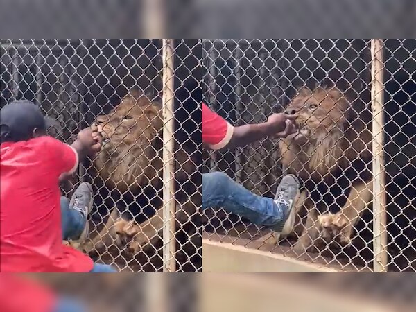 Viral Video: जंगल के राजा से मज़ाक करना पड़ा भारी; इस शख्स की उखाड़ दी उंगली