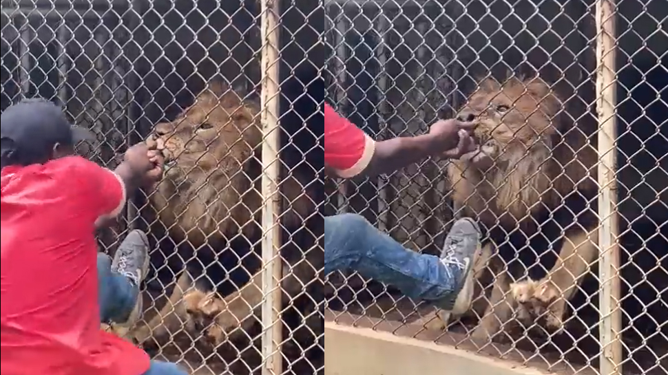 Viral Video: जंगल के राजा से मज़ाक करना पड़ा भारी; इस शख्स की उखाड़ दी उंगली Viral Video: जंगल के राजा से मज़ाक करना पड़ा भारी; इस शख्स की उखाड़ दी उंगली