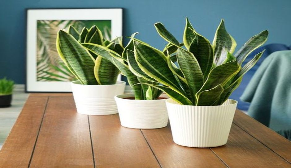 Snake Plant सफलता के शिखर पर चढ़ने के लिए किस्मत को कर लें मजबूत, घर