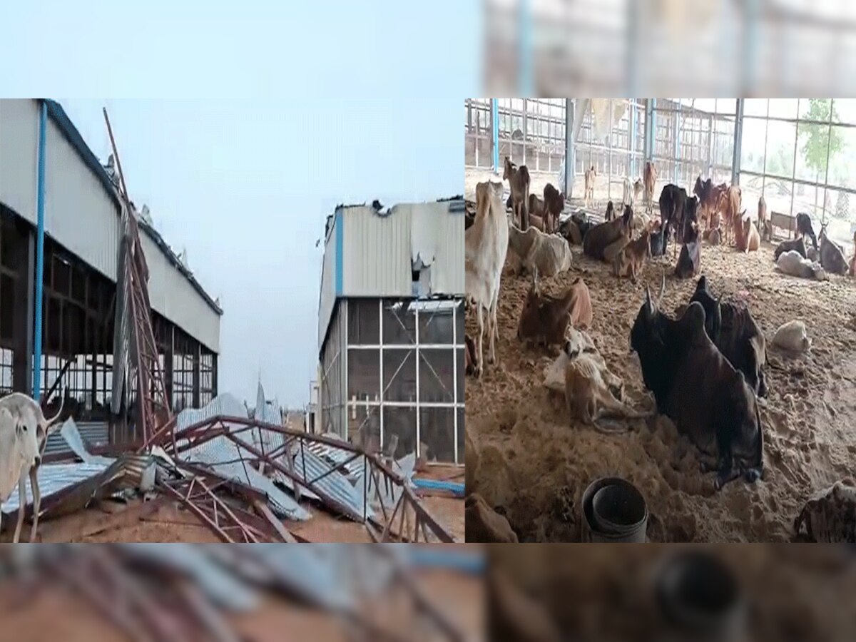 तेज आंधी के चलते दो दर्जन गायों की मौत, कई जख्मी, 50 गांव में बिजली गुल