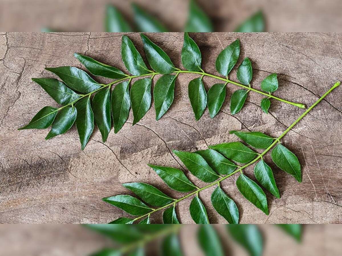 Benefits Of Curry Leaves