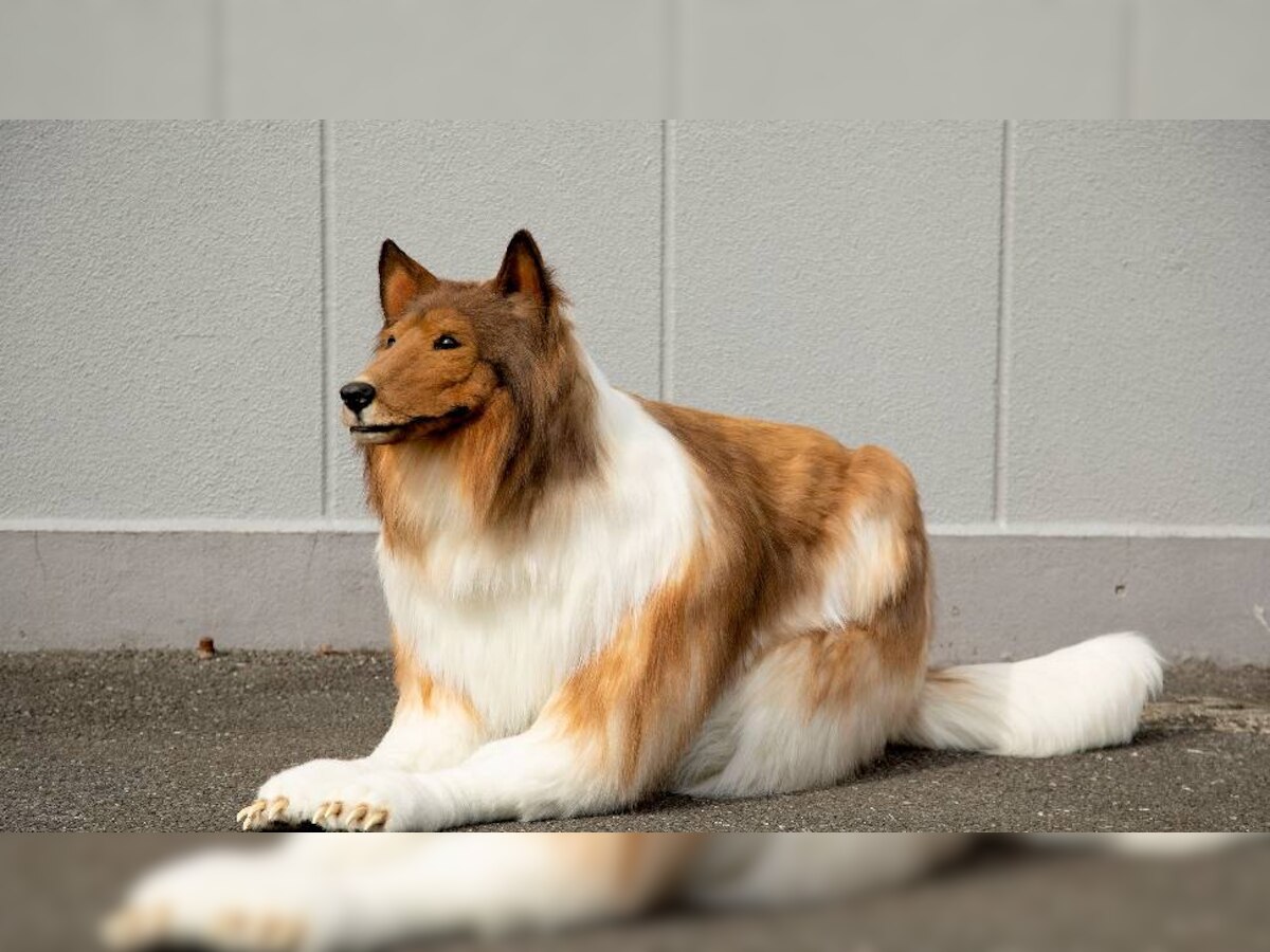 अजब-गजब : जापान में खुद को 'कुत्ता' बनाने के लिए एक शख्स ने खर्च कर दिए 11 लाख रुपये 