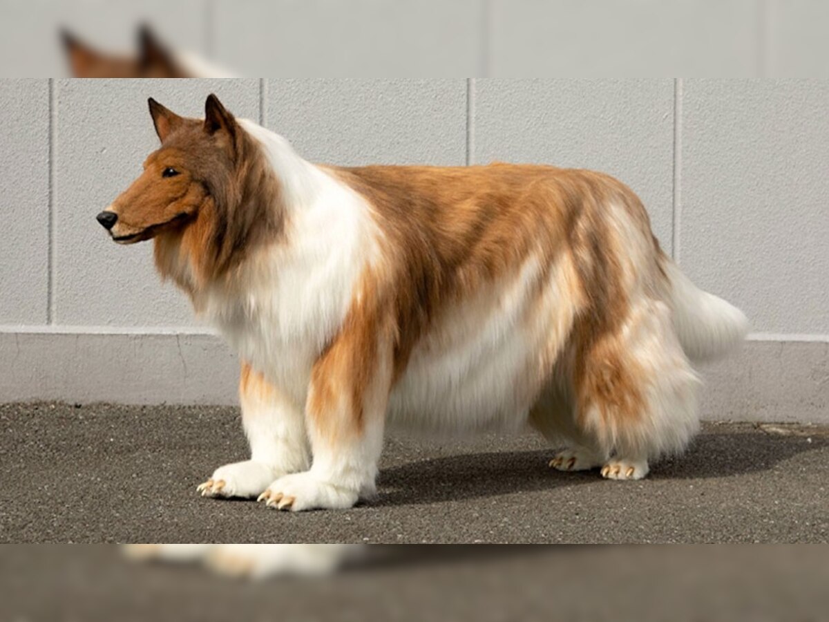 Viral: इंसान से कुत्ता बनने के लिए खर्च किए 11 लाख, ऐसे चढ़ा कुत्ता बनने का शौक