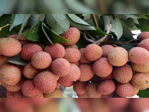 Litchi benefits: लीची है पुरुषों के लिए गजब चीज; रात को इन तरीकों से करें सवन