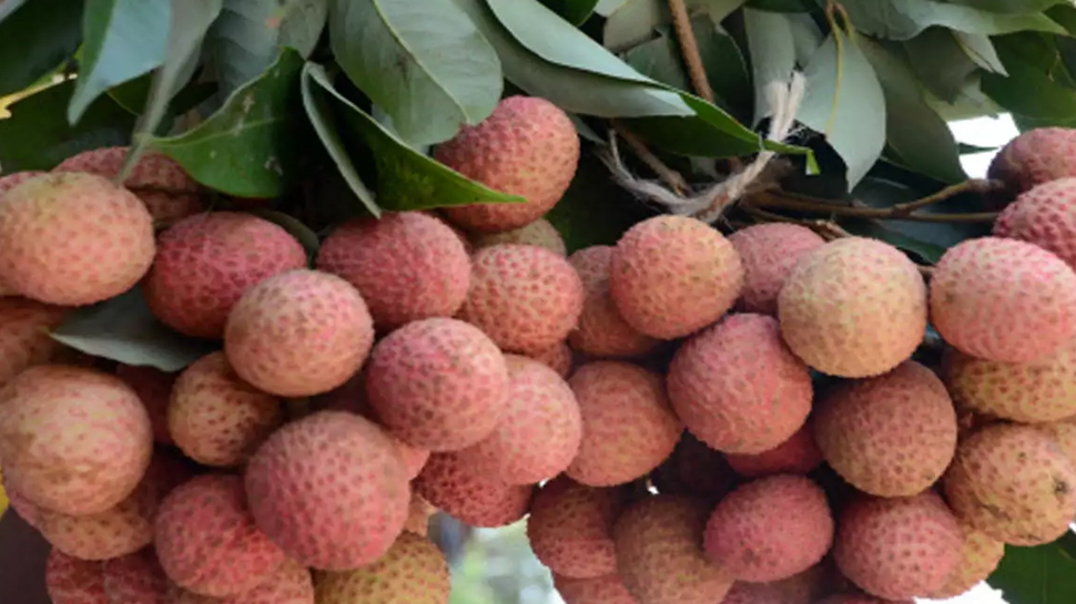Litchi benefits: लीची है पुरुषों के लिए गजब चीज; रात को इन तरीकों से करें सवन Litchi benefits: लीची है पुरुषों के लिए गजब चीज; रात को इन तरीकों से करें सवन