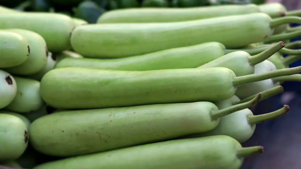 Bottle gourd benefits: गर्मियों में लौकी और उसका जूस है दमदार चीज; फायदे जान हो जाएंगे हैरान Bottle gourd benefits: गर्मियों में लौकी और उसका जूस है दमदार चीज; फायदे जान हो जाएंगे हैरान