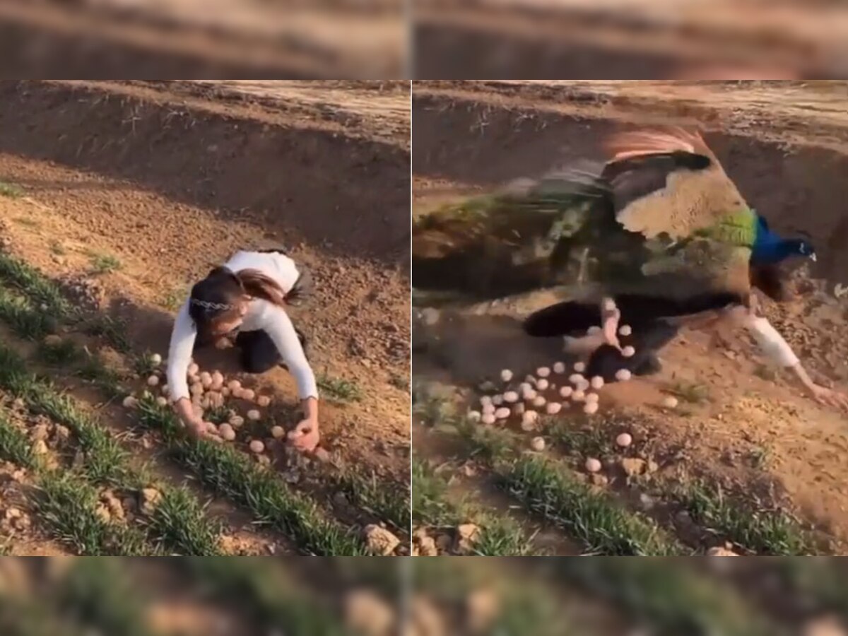 Viral Video: लड़की ने चुराए मोर के अंडे, पक्षी ने सिखाया कभी ना भूलने वाला सबक